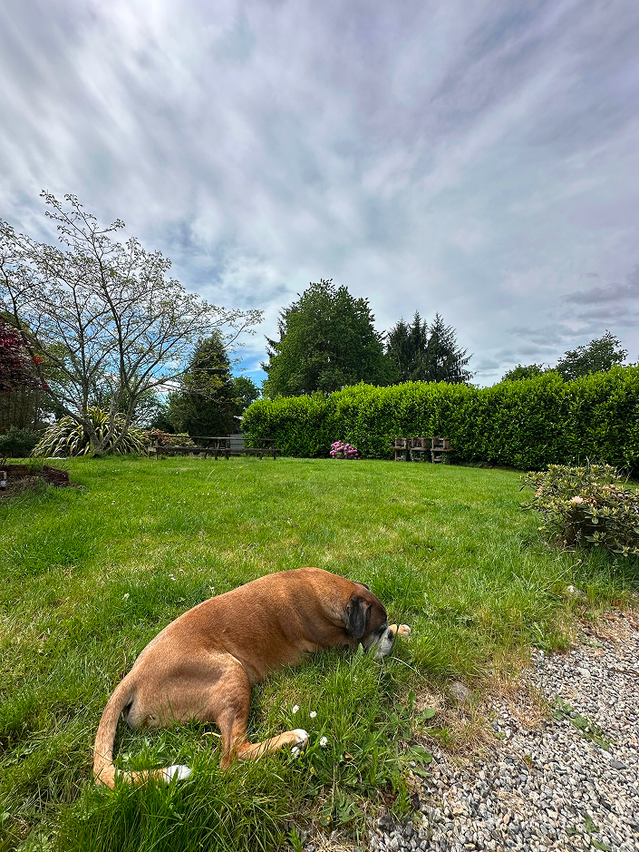 Un chien boxer bringé renifle l'herbe dans un jardin vert, avec des arbres et des haies en arrière-plan sous un ciel nuageux