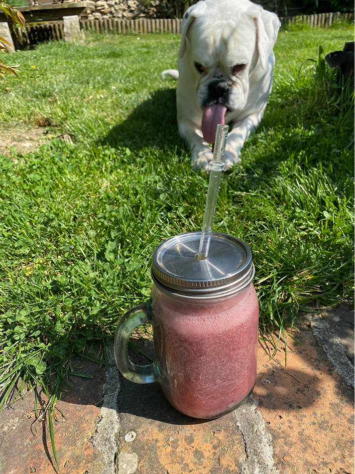 Un bouledogue blanc boit un smoothie rose dans un pot en verre avec une paille, posé sur des pavés dans un jardin