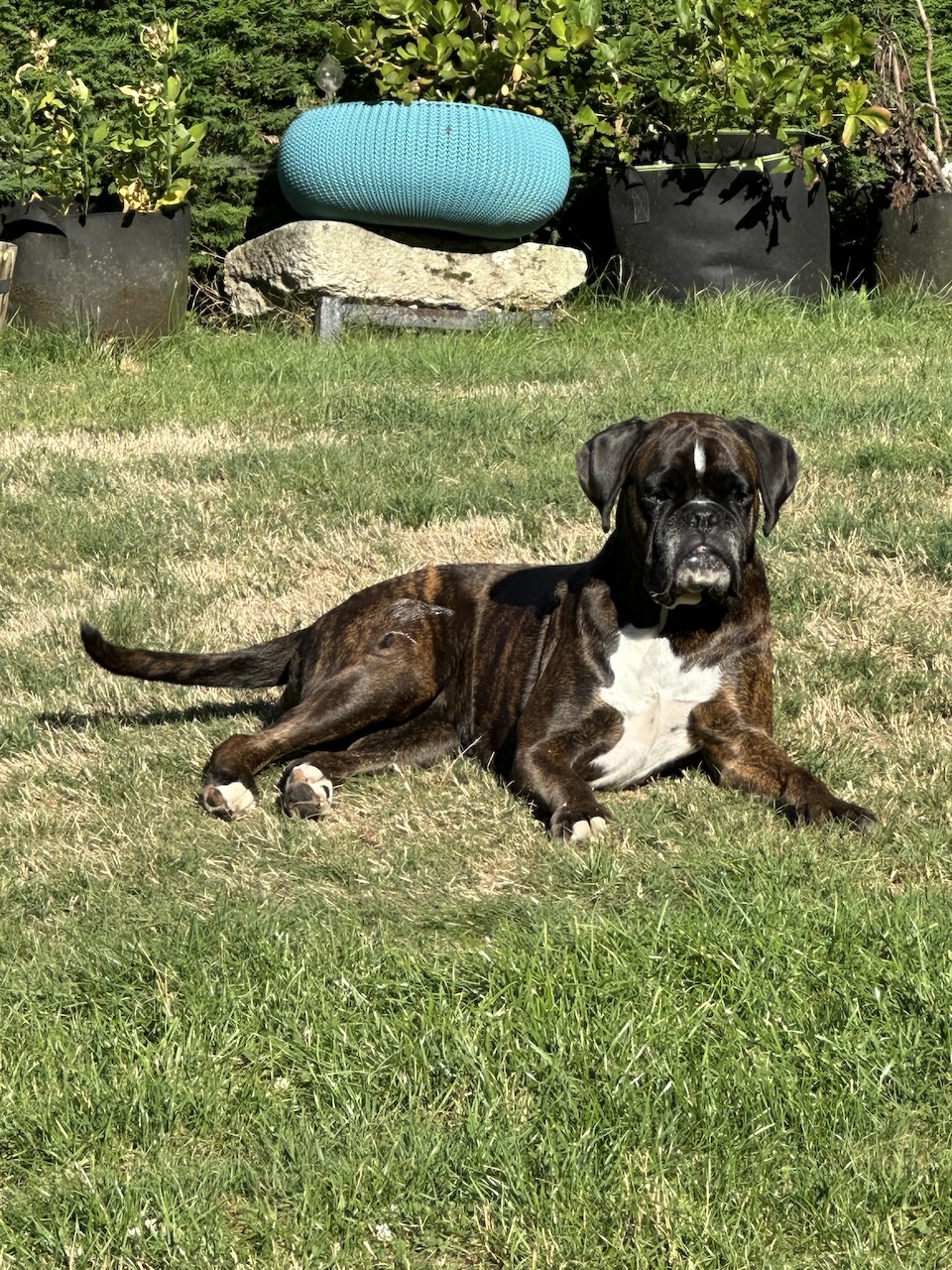 n chien boxer bringé et blanc est allongé sur l'herbe dans un jardin, avec des pots de plantes et un coussin bleu en arrière-plan