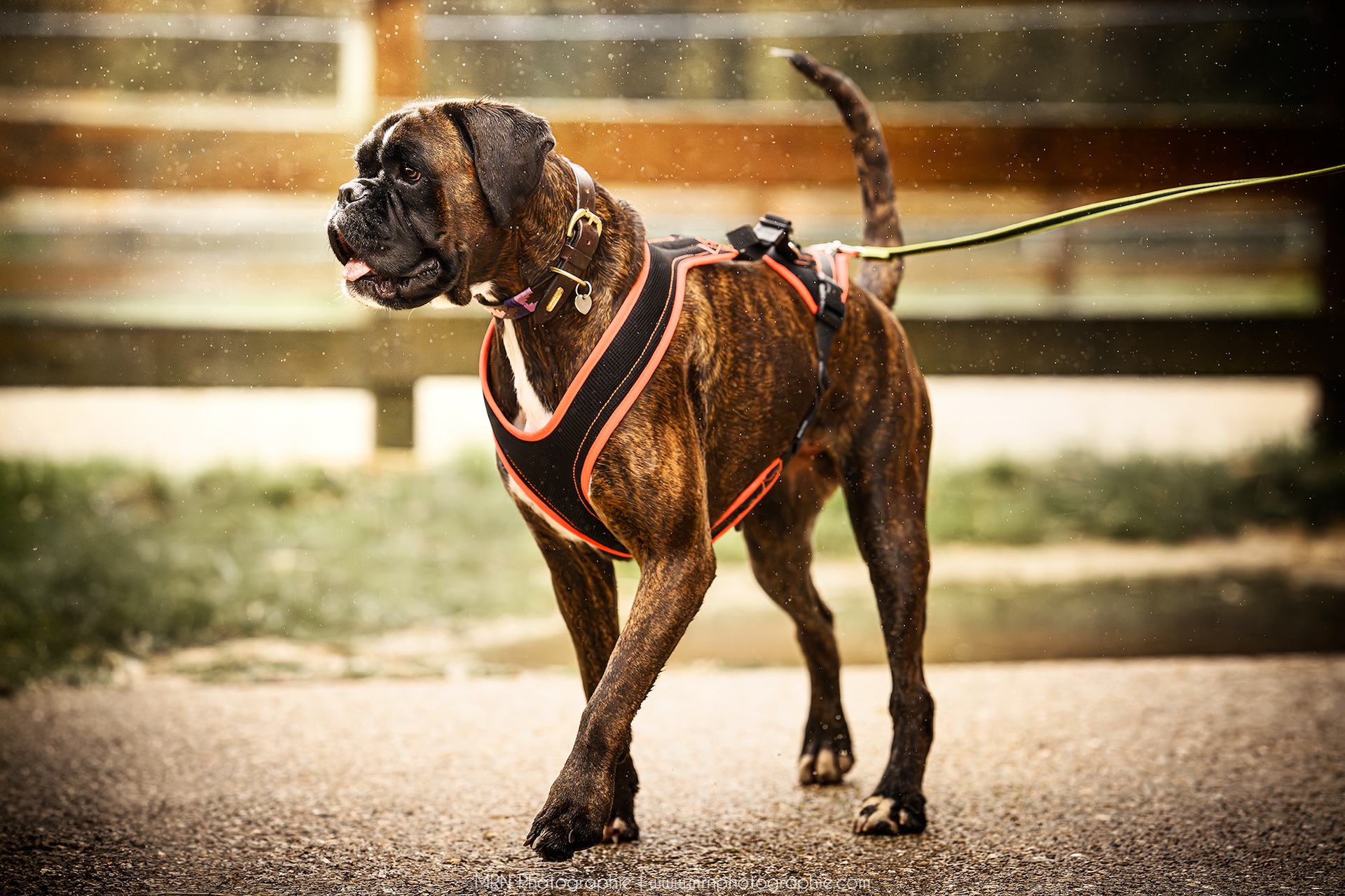 Un chien boxer en harnais orange marche sous une légère bruine, avec une laisse verte et un fond flou de clôture en bois