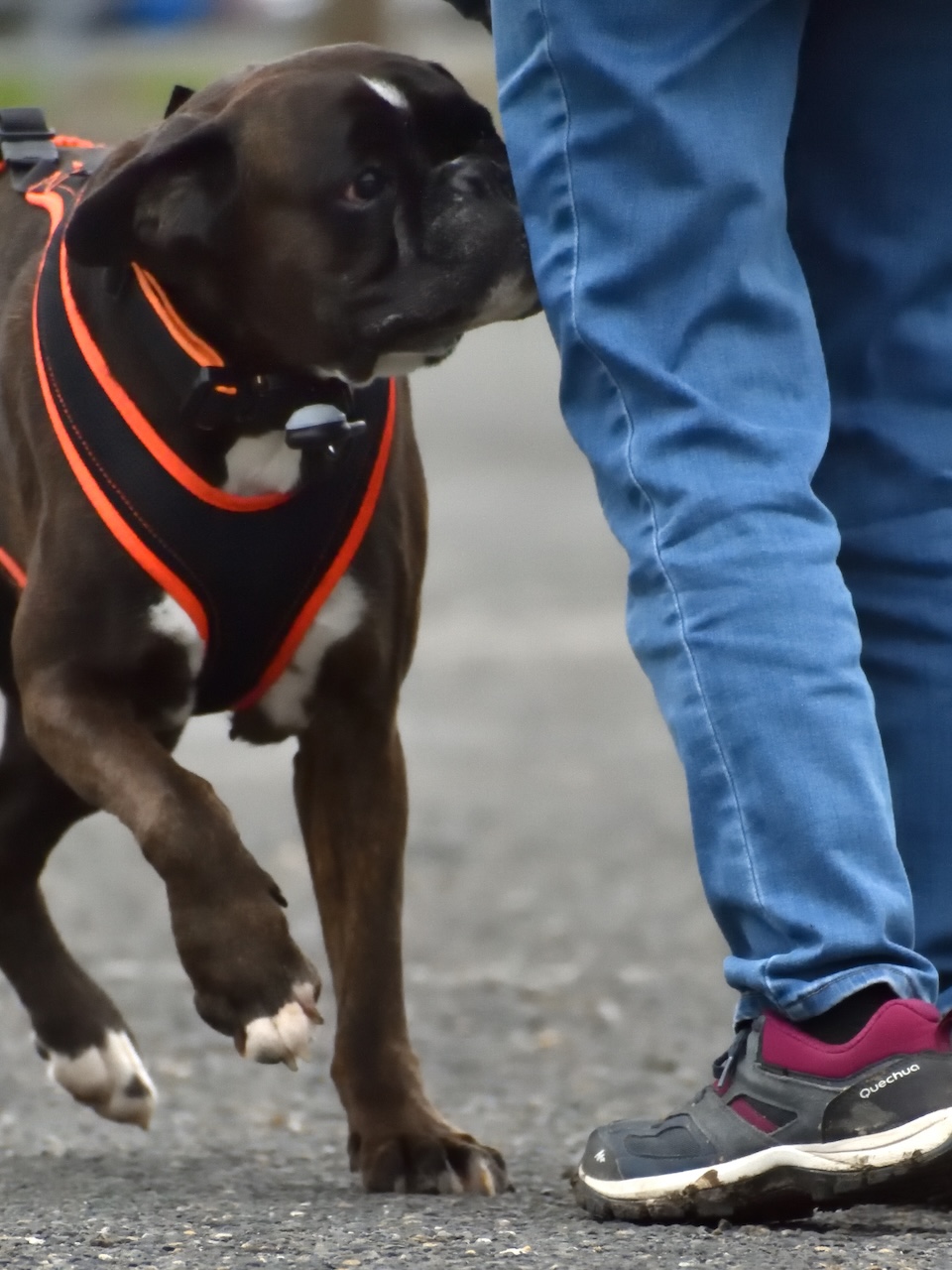 Un chien boxer en harnais orange marche à côté d'une personne en jean et chaussures de randonnée