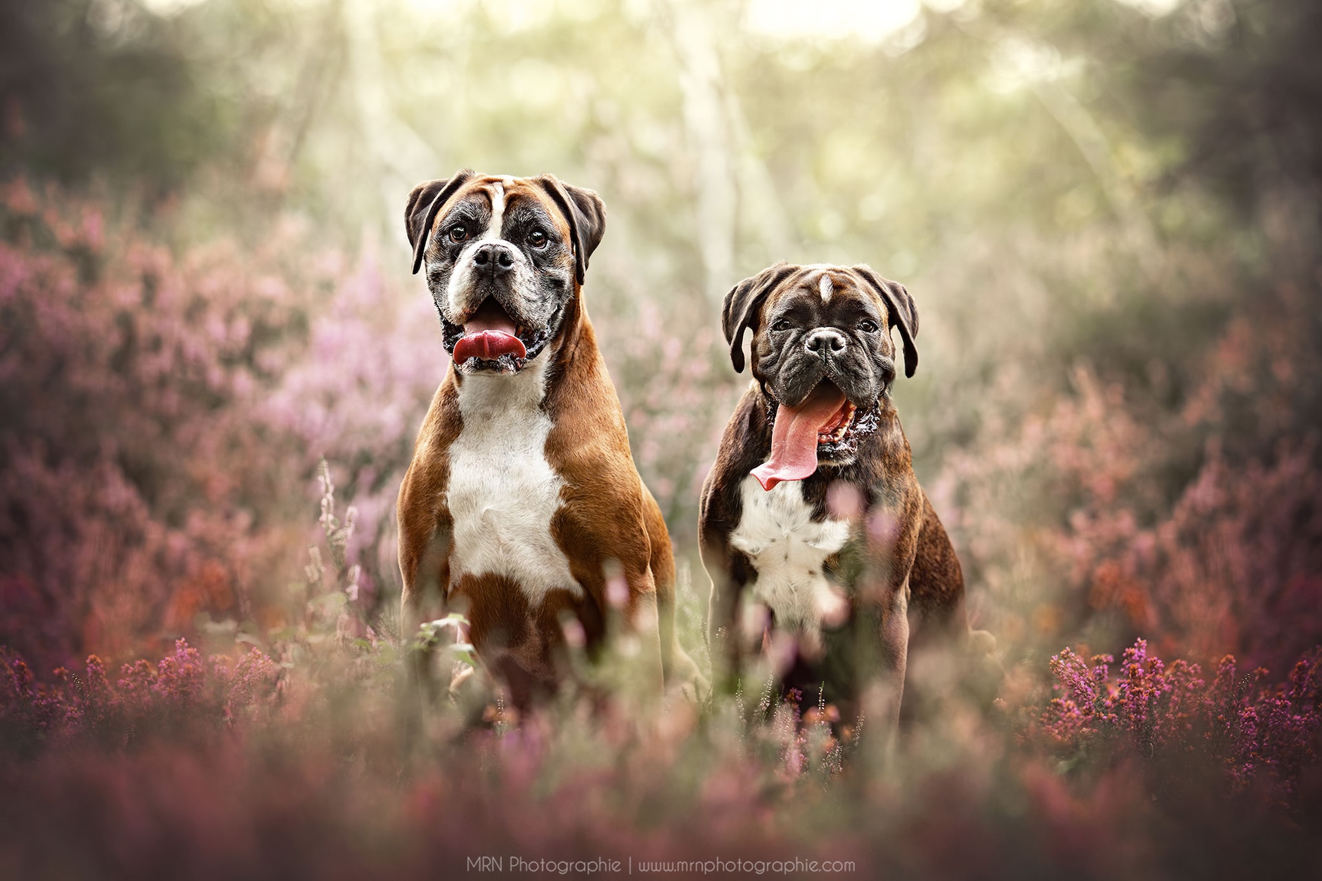 Deux chiens boxers, l'un bringé et blanc, l'autre noir et blanc, assis côte à côte dans un champ de bruyère rose, avec la langue pendante