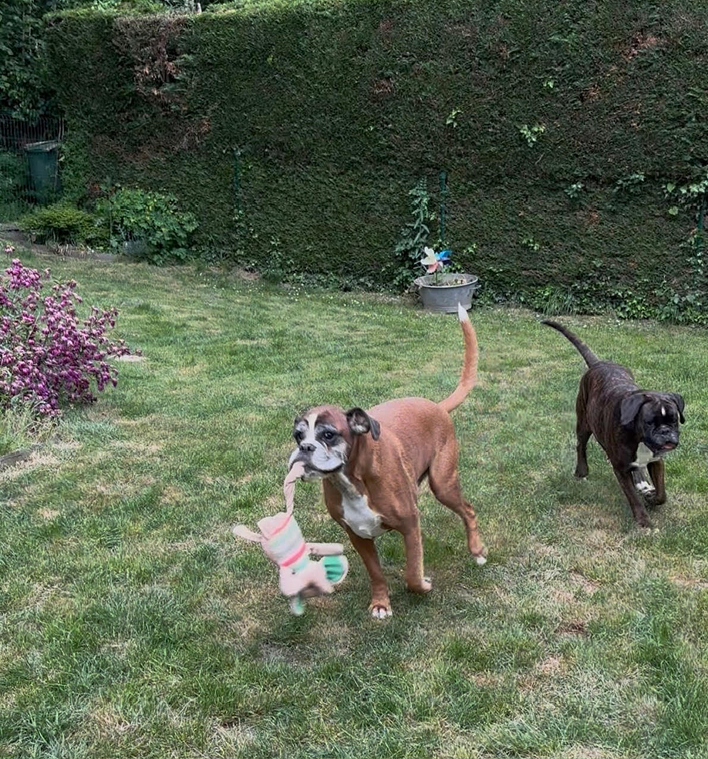Deux chiens jouent dans un jardin : un boxer avec un jouet dans la gueule et un dogue à ses côtés