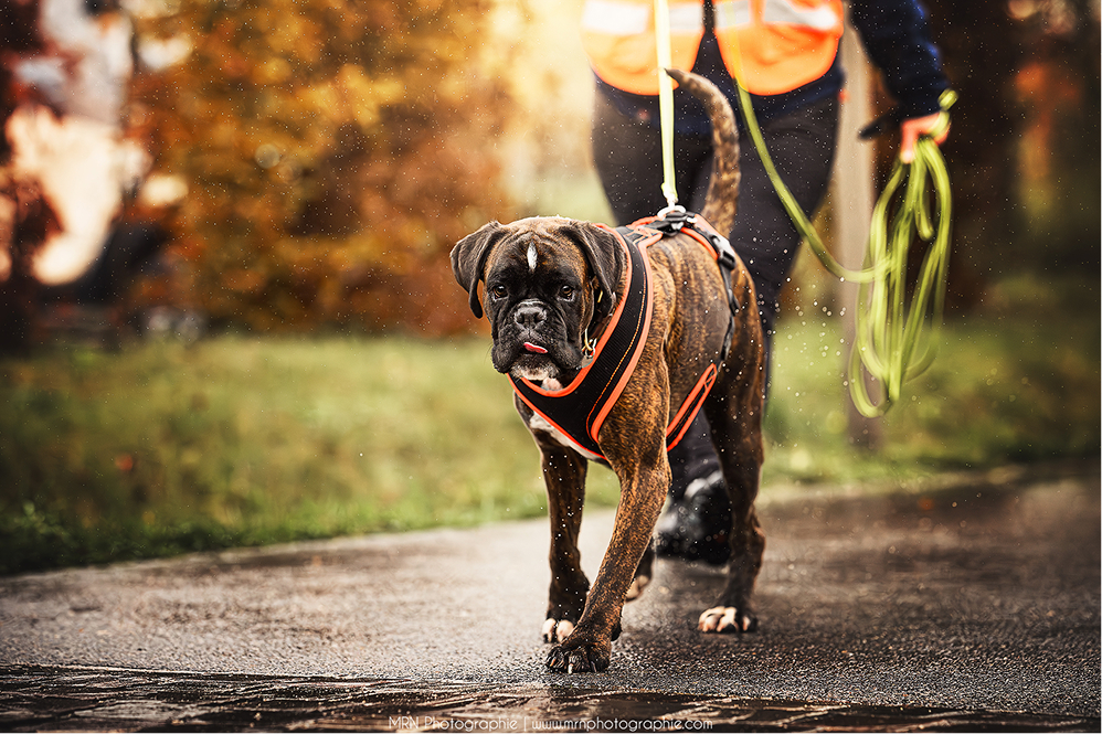Un chien boxer en harnais orange marche sur un chemin humide, guidé par une personne en tenue de sécurité.